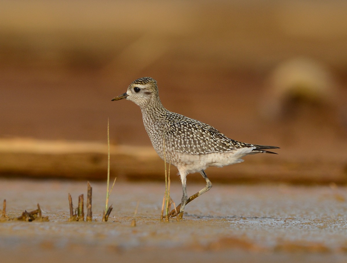 American Golden-Plover - ML67934631