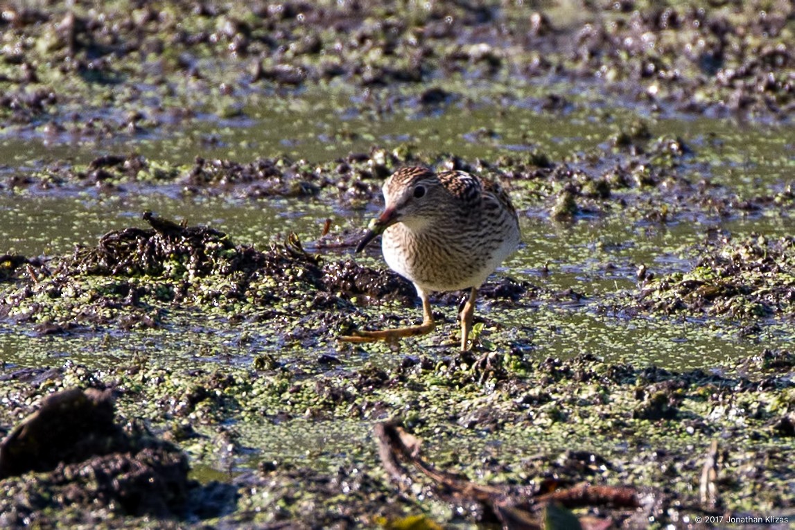 アメリカウズラシギ - ML67935511