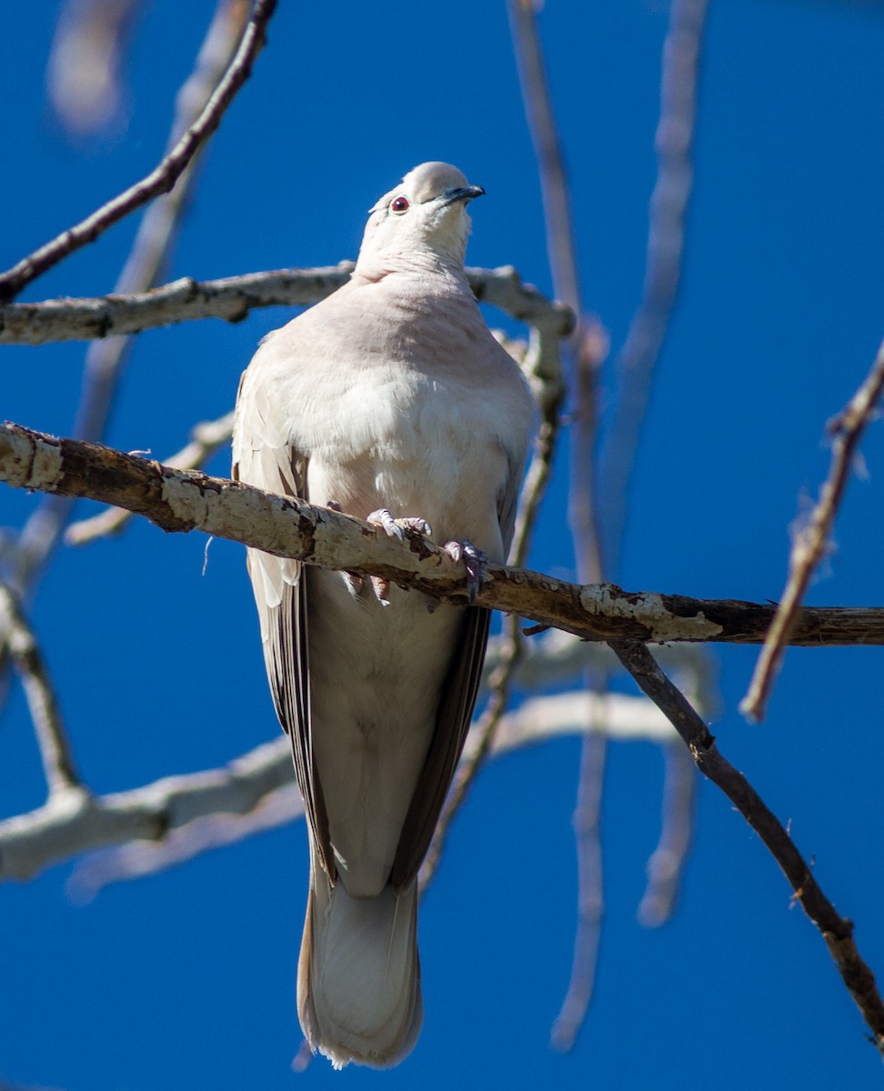 African Collared-Dove - ML67936221