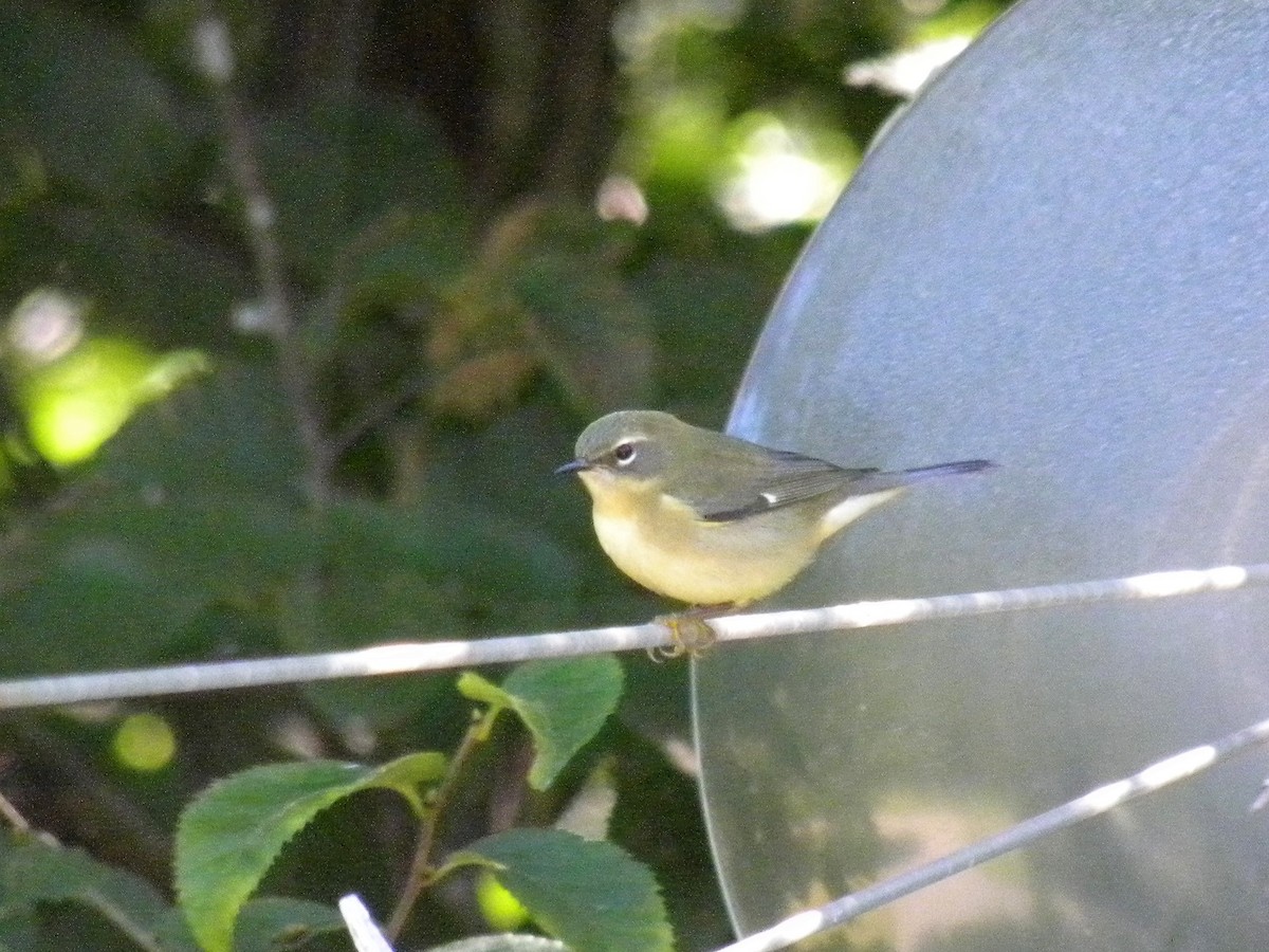 Black-throated Blue Warbler - ML67940931