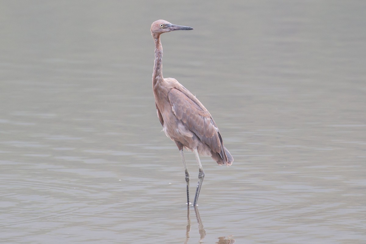 Reddish Egret - ML67942771