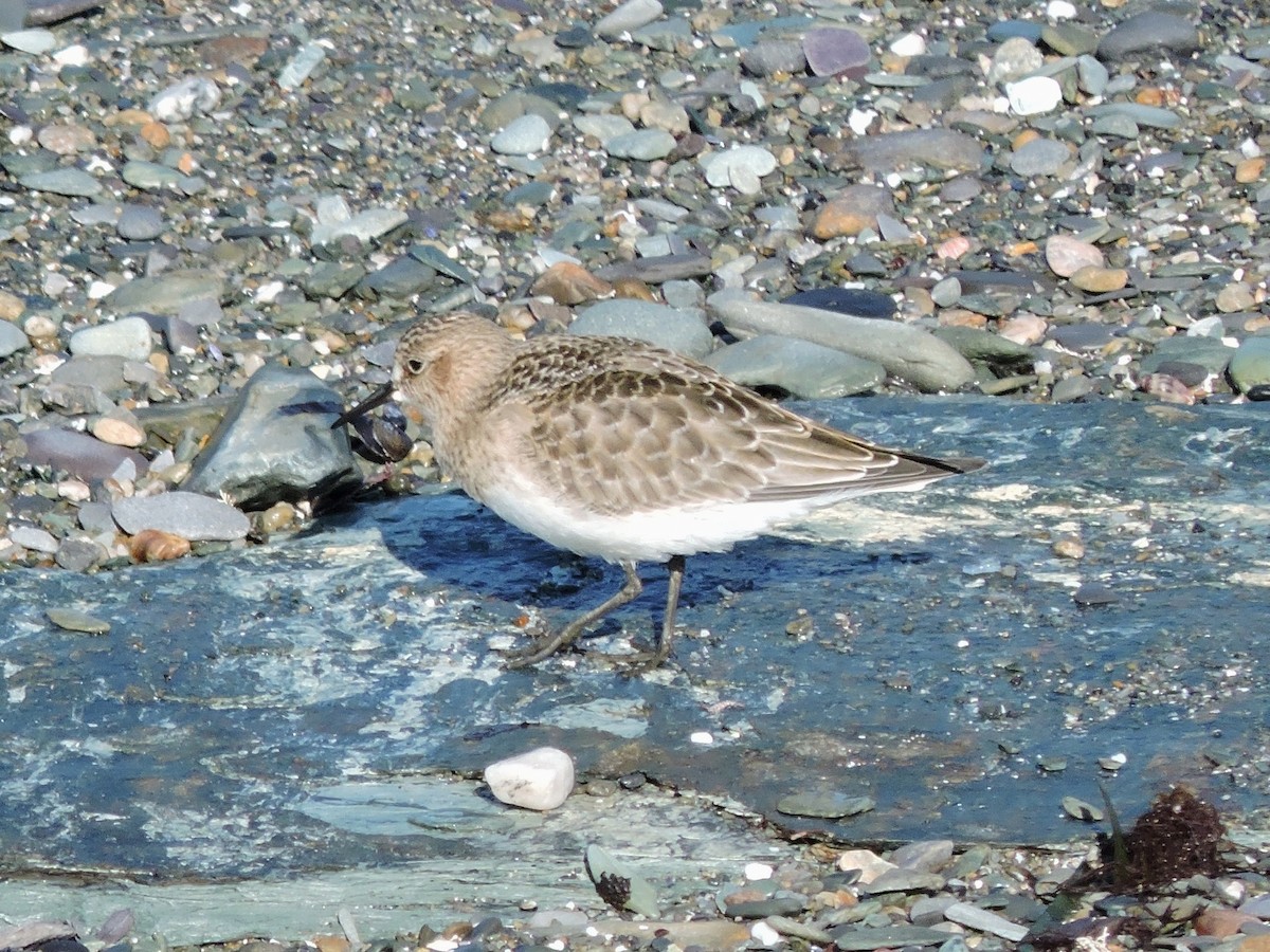 Baird's Sandpiper - ML67944711