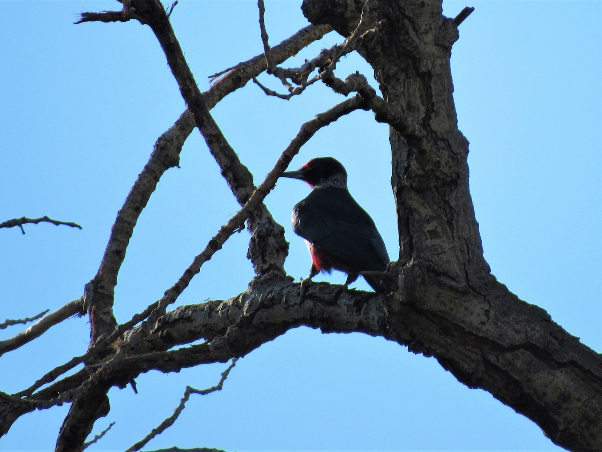 Lewis's Woodpecker - ML67945211