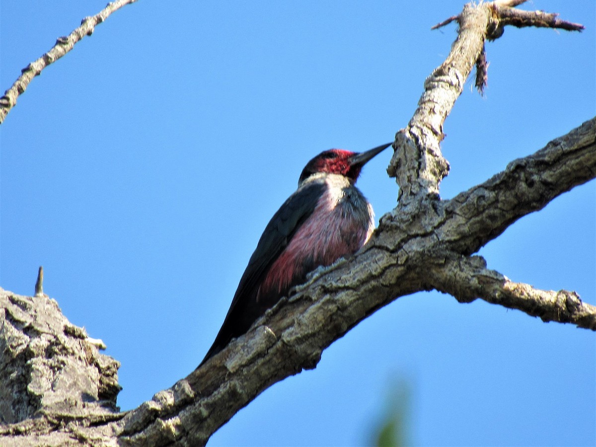 Lewis's Woodpecker - ML67945381