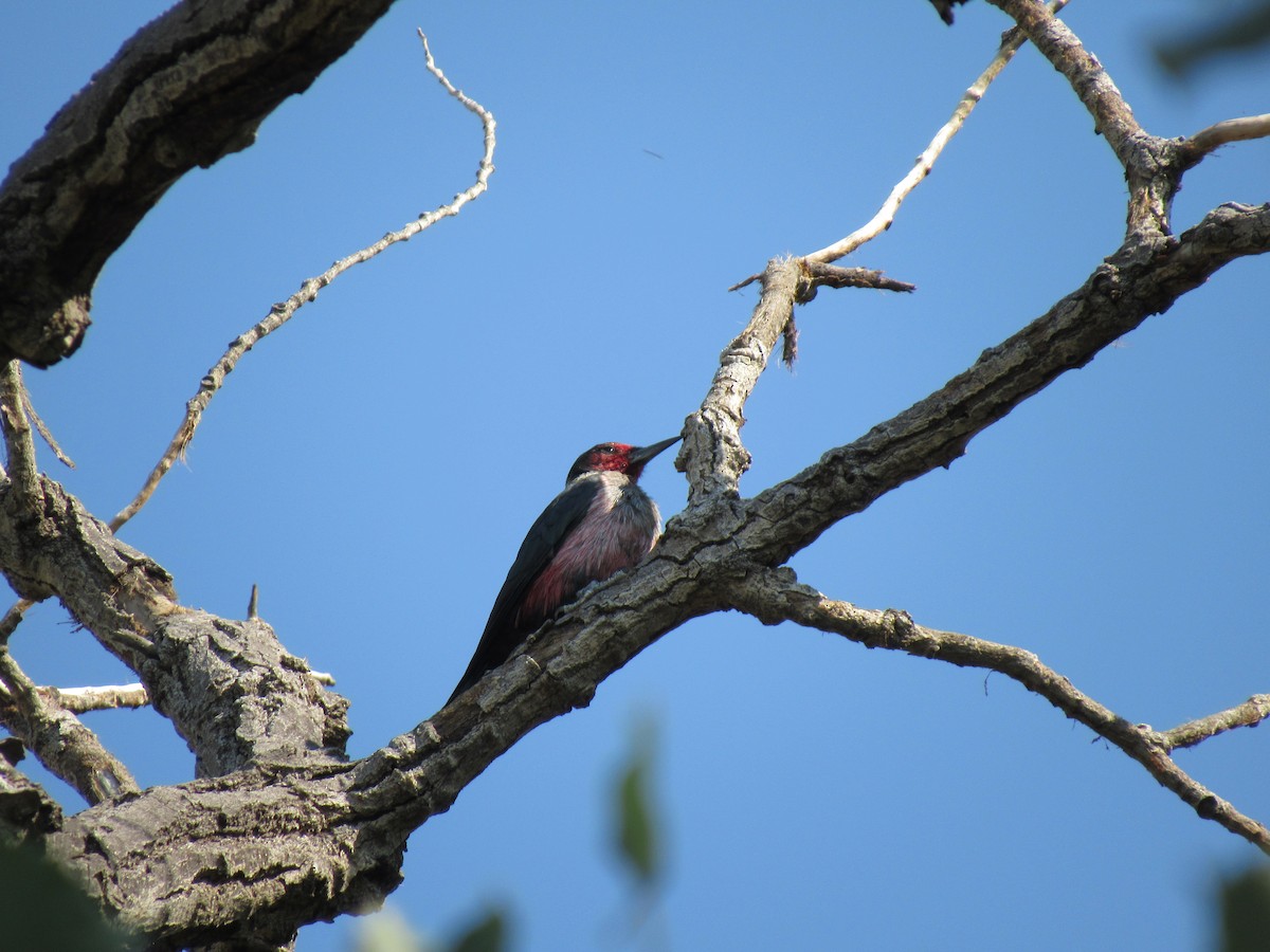 Lewis's Woodpecker - ML67945441