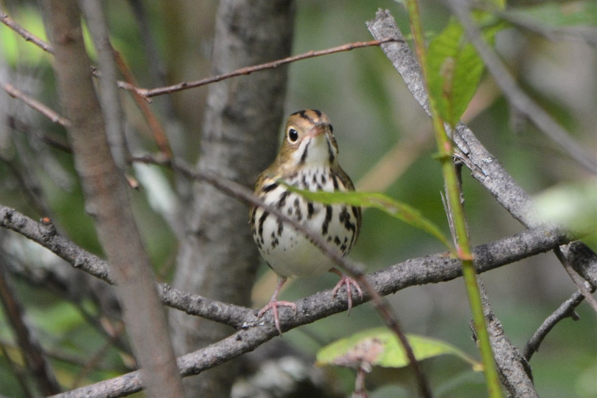 Ovenbird - ML67945811