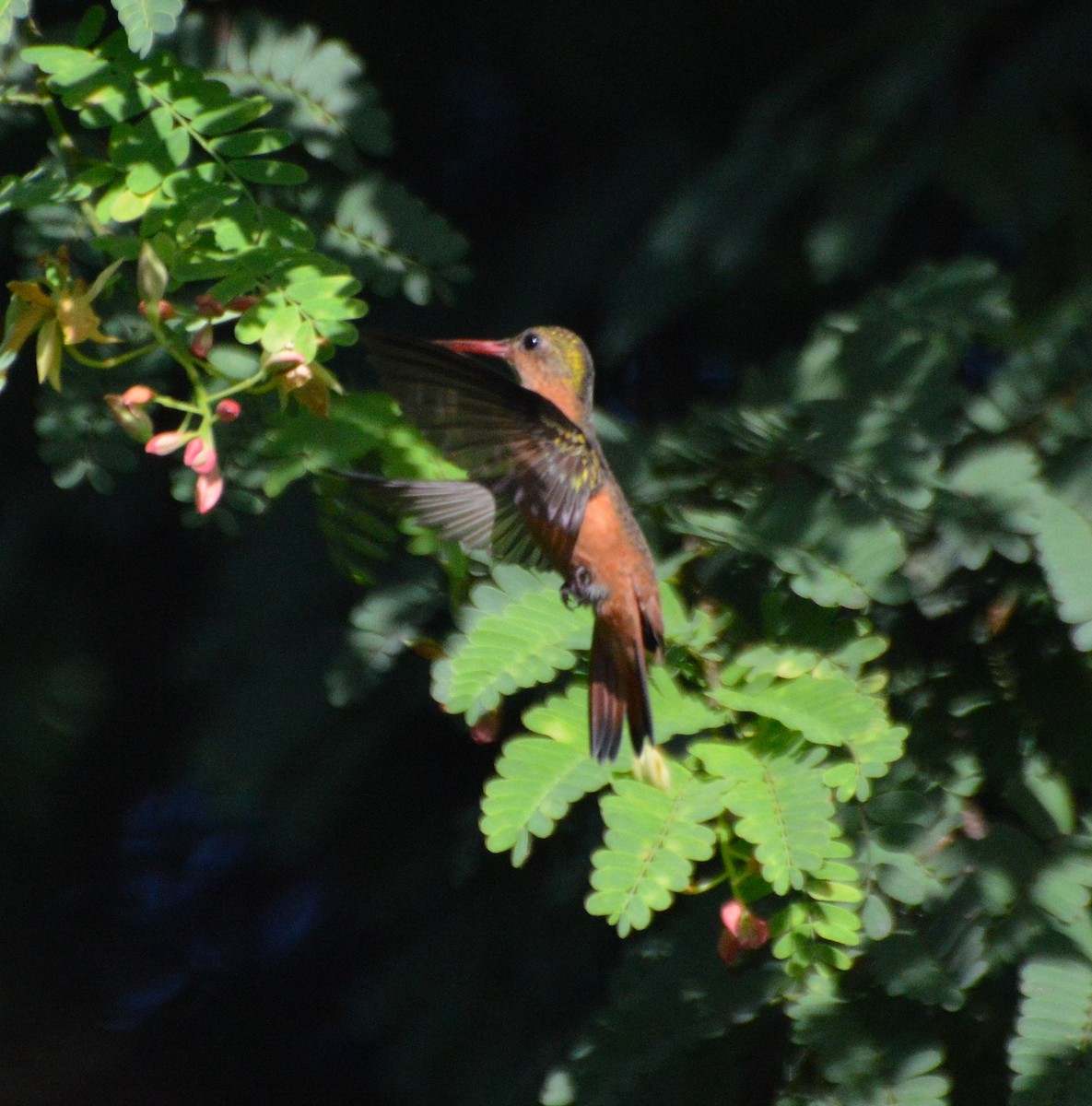 Cinnamon Hummingbird - ML67946921