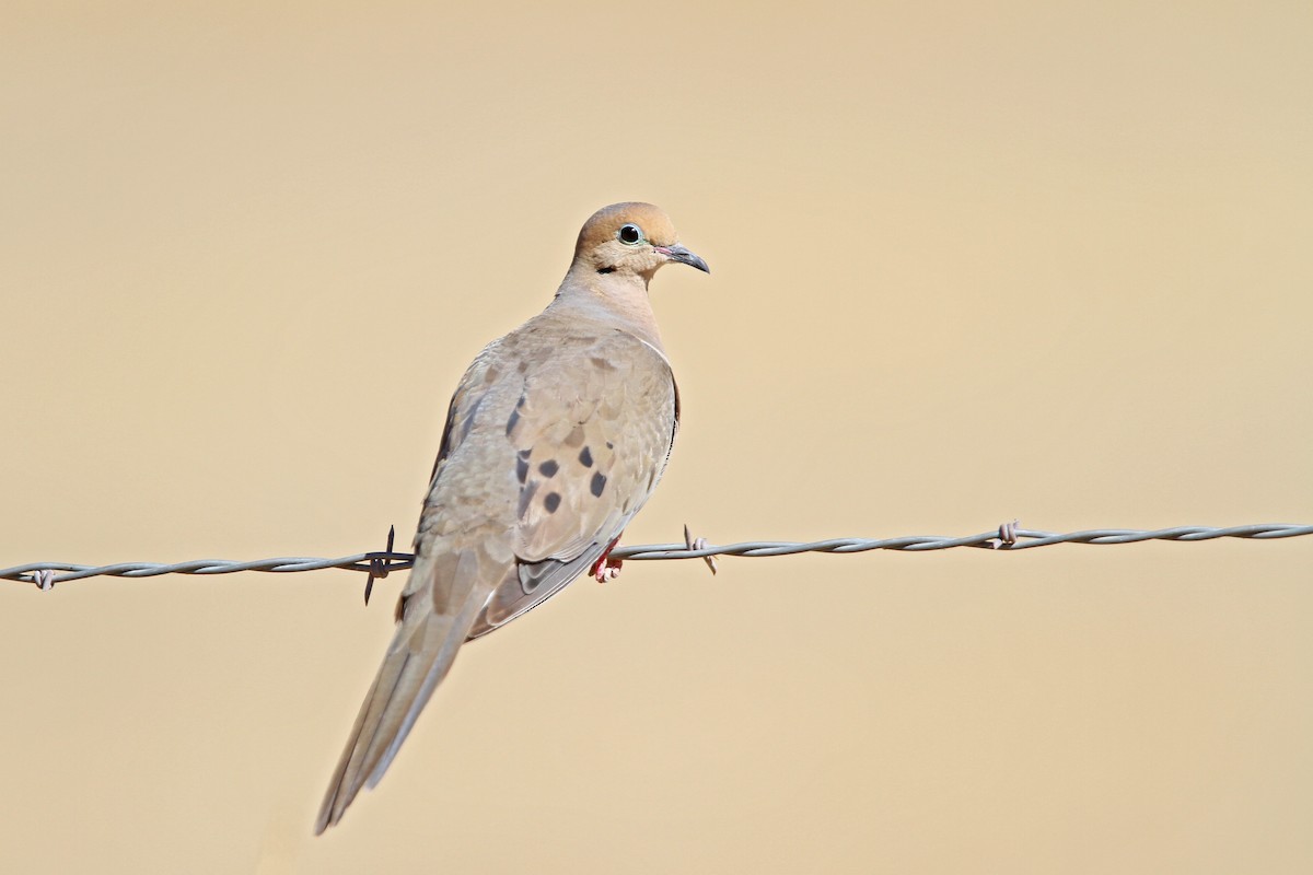 Mourning Dove - ML67947751