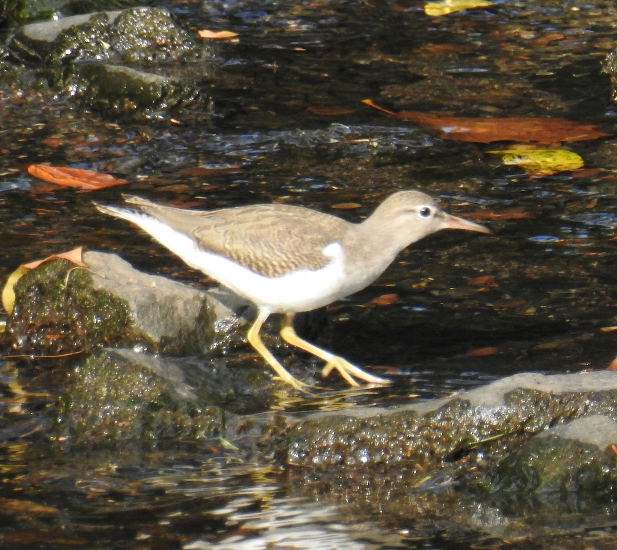 Spotted Sandpiper - ML67949671