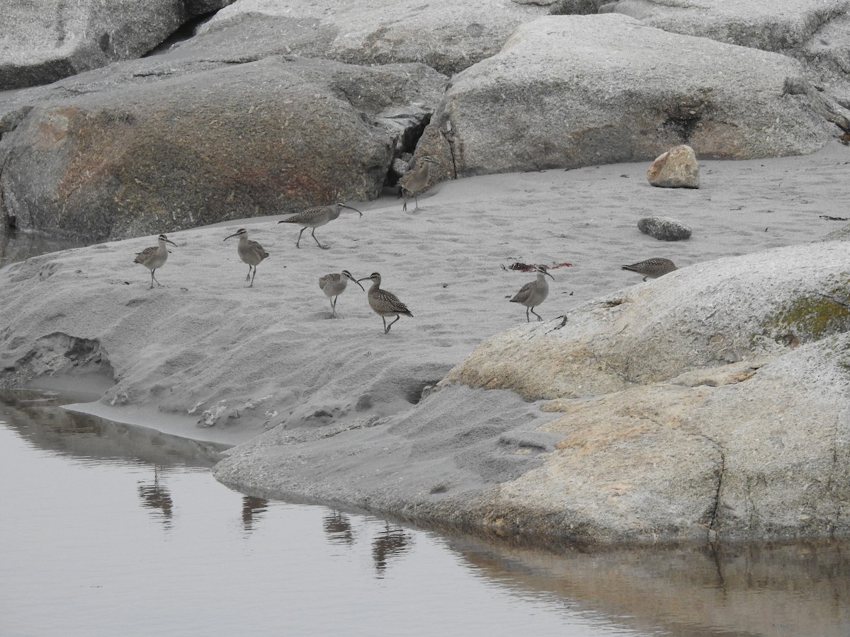 Whimbrel - Diane LeBlanc