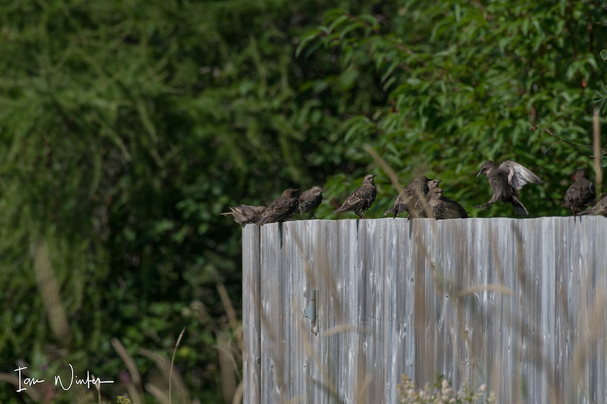 European Starling - ML67952211