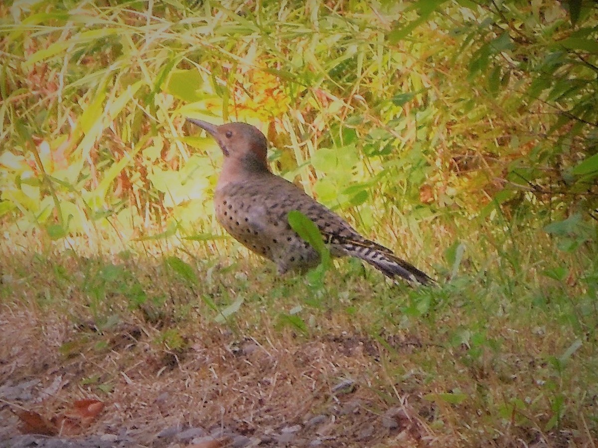 Northern Flicker - ML67954161