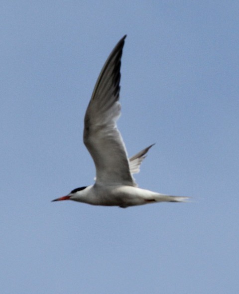 Речная крачка - ML67955011