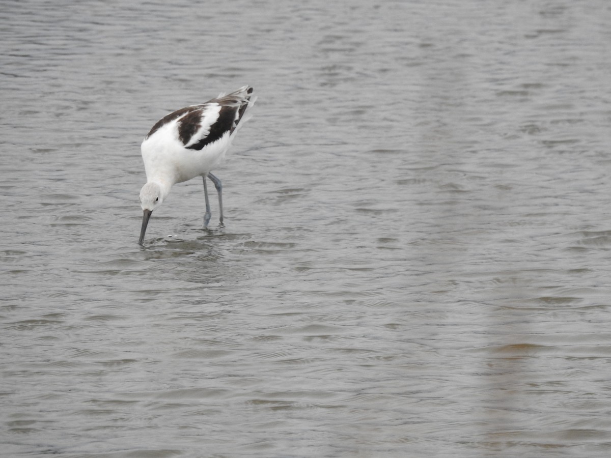 Avocette d'Amérique - ML67955021