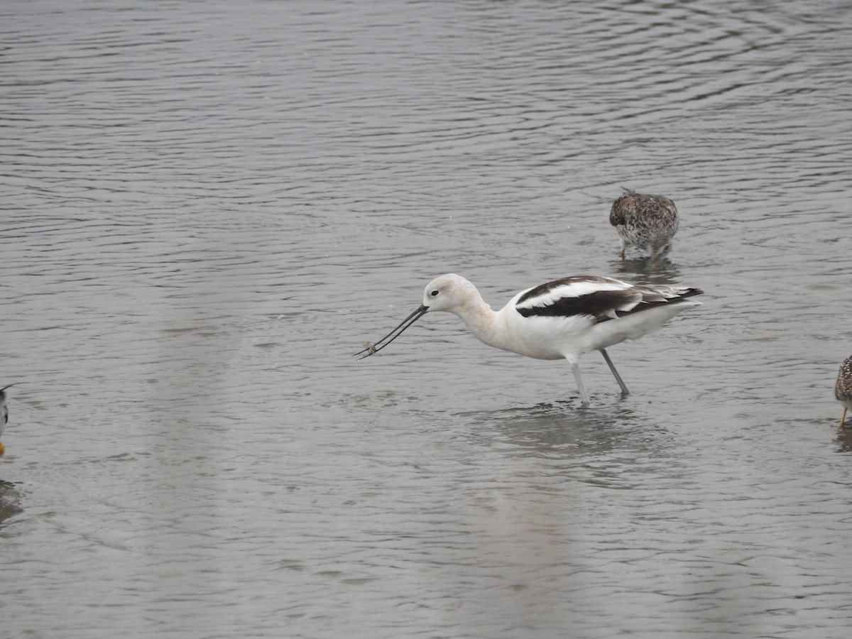 Avoceta Americana - ML67955031