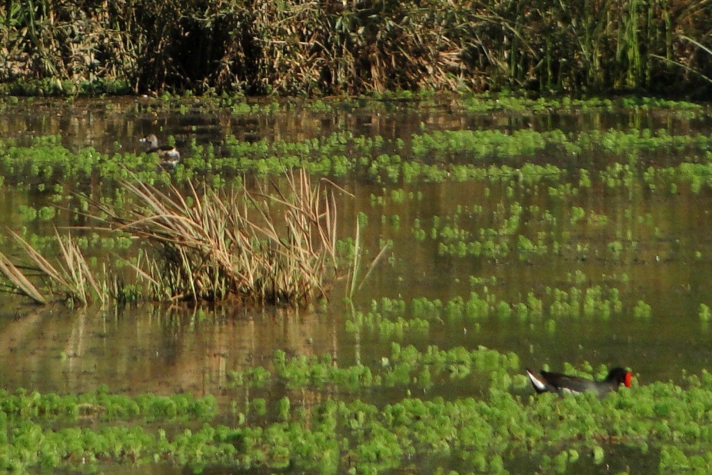 Pied-billed Grebe - ML67955211