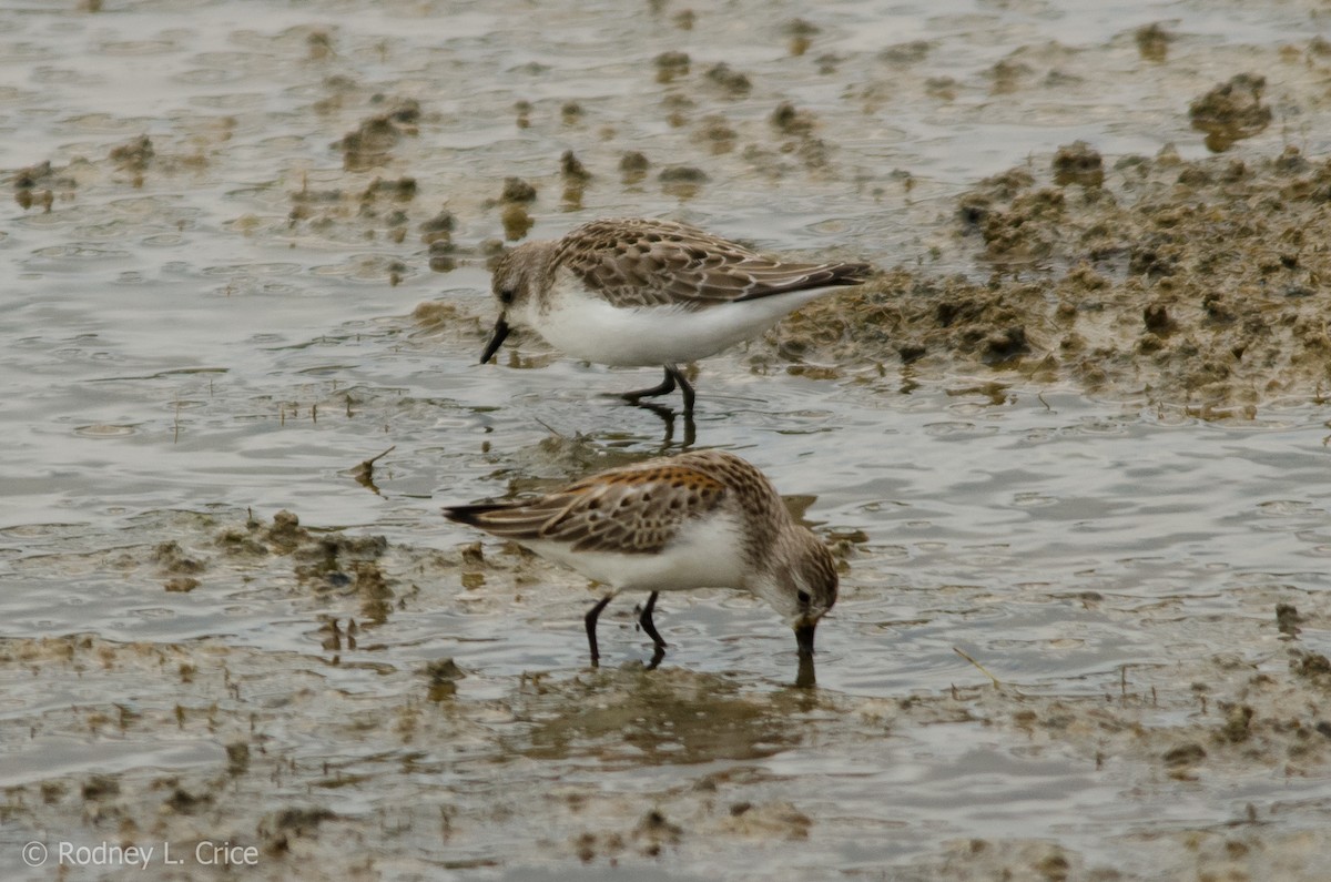 Western Sandpiper - Rodney Crice