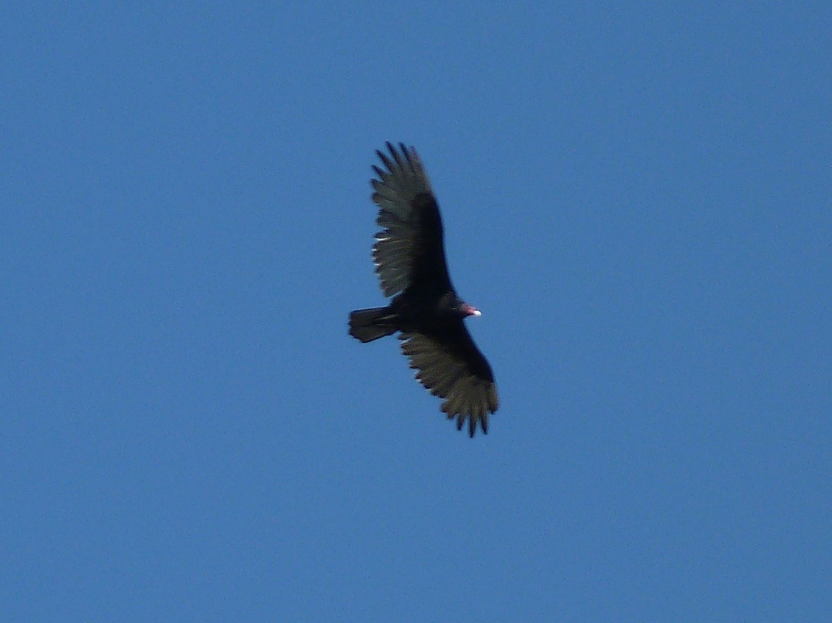 Turkey Vulture - ML67956371