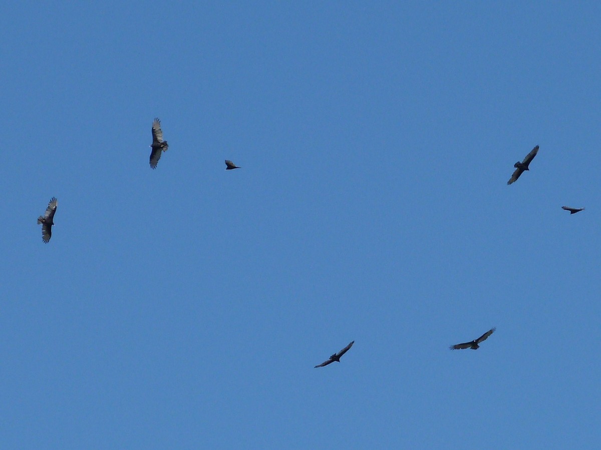 Turkey Vulture - ML67956421