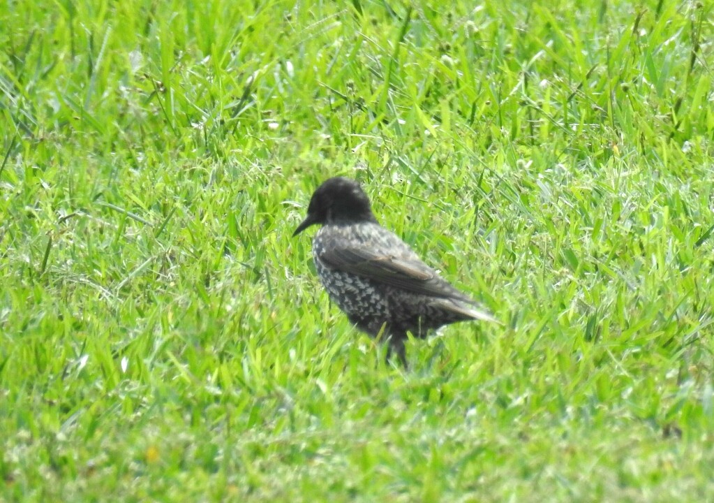 European Starling - ML67957661