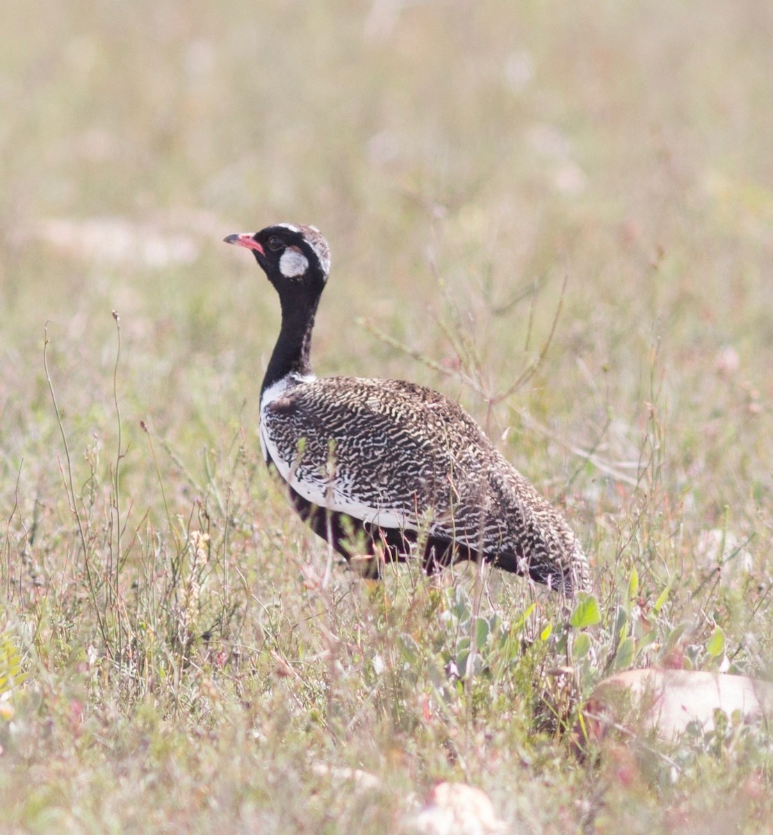 Black Bustard - ML67957821