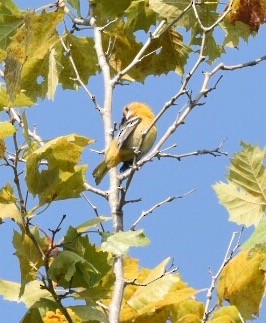 Baltimore Oriole - ML67958681