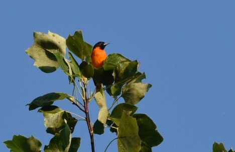 Baltimore Oriole - ML67958691