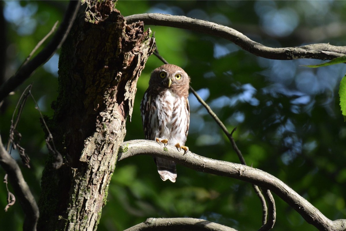 Asian Barred Owlet - Larry Chen