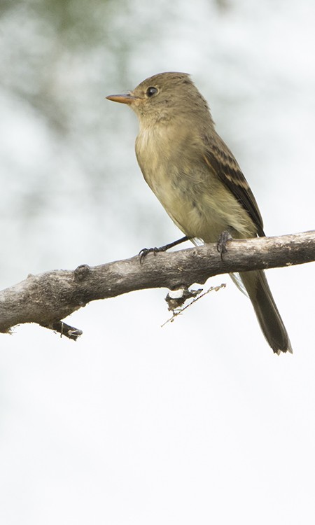 Gray Flycatcher - ML67961241