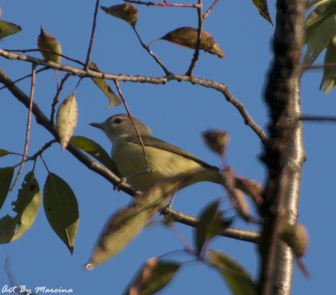 Warbling Vireo - ML67962351