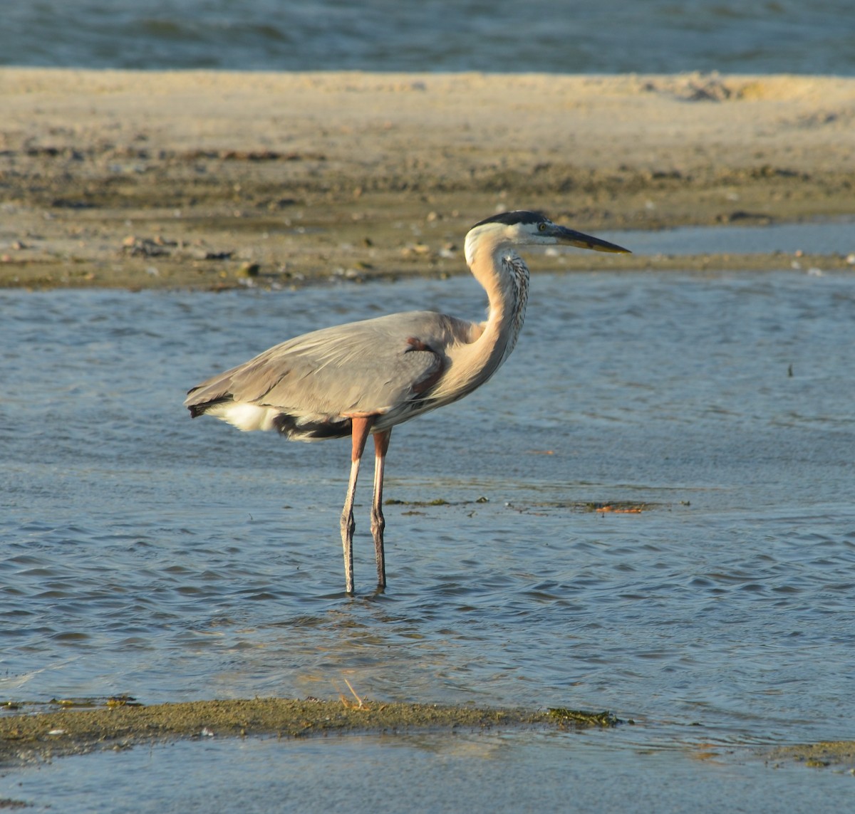 Great Blue Heron - ML67963631