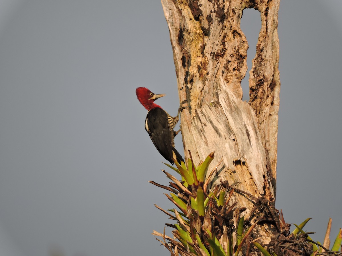 Robust Woodpecker - Fabio Barata