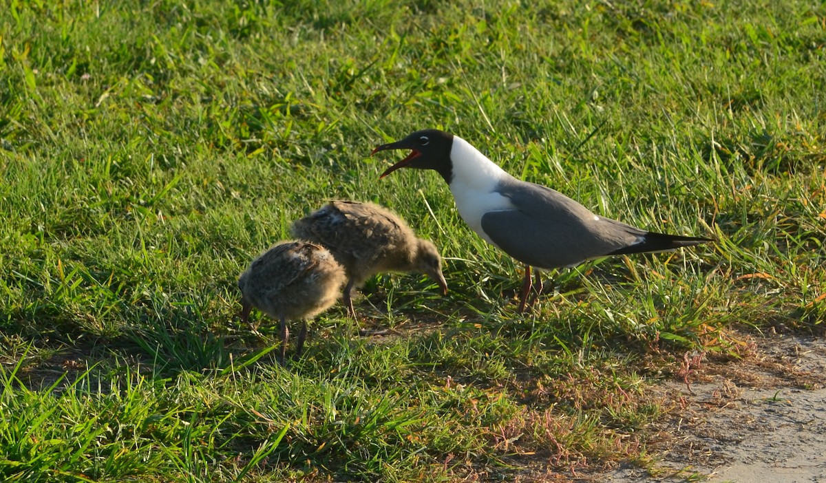 Laughing Gull - ML67964631