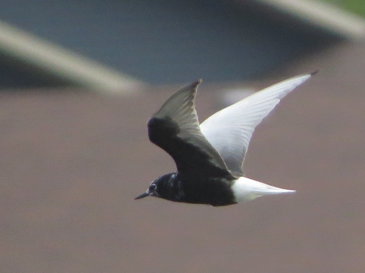 White-winged Tern - ML67964701