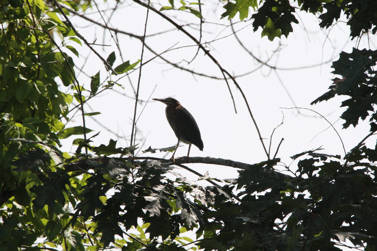 Green Heron - ML67965031