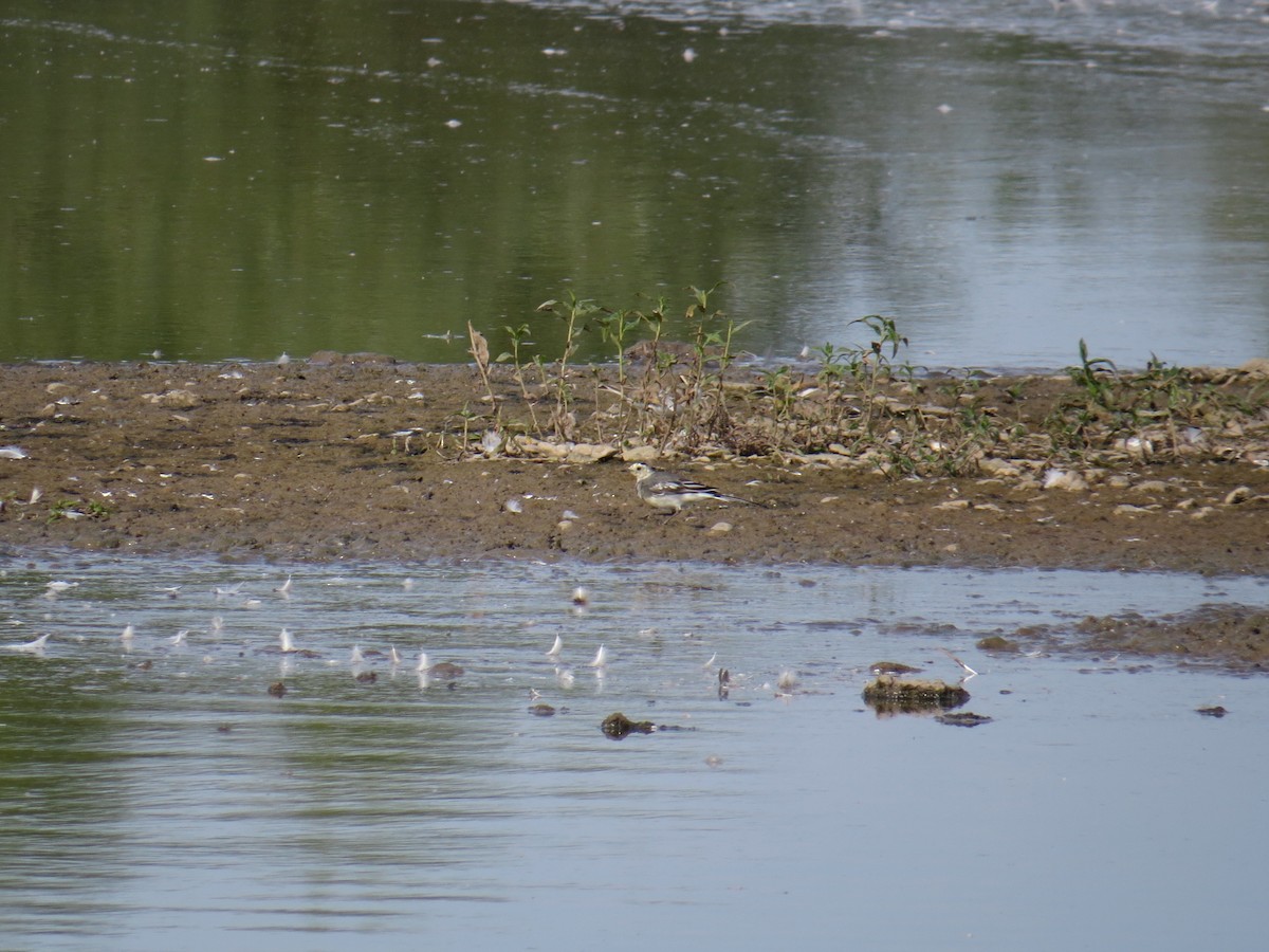 White Wagtail (British) - ML67967491