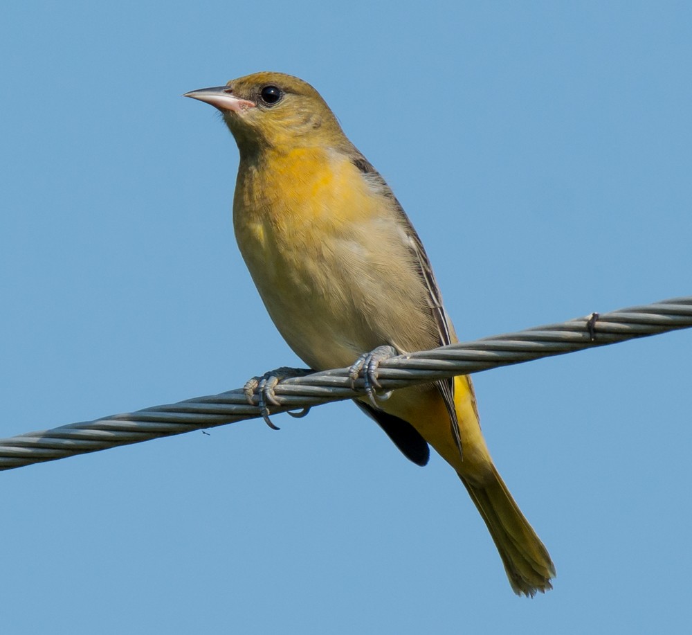 Baltimore Oriole - Jack and Shirley Foreman