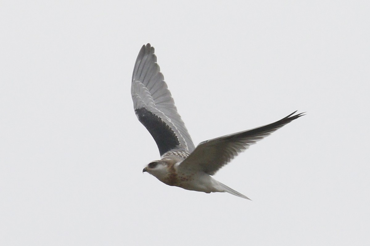 White-tailed Kite - ML67969081