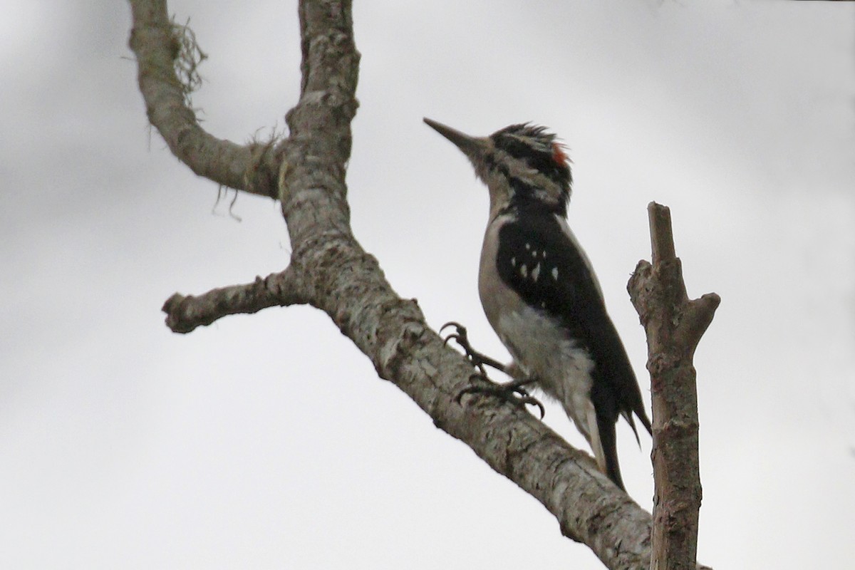 Hairy Woodpecker - ML67969351