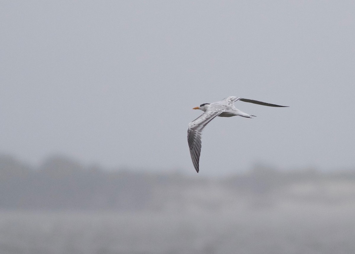 Royal Tern - ML67970981