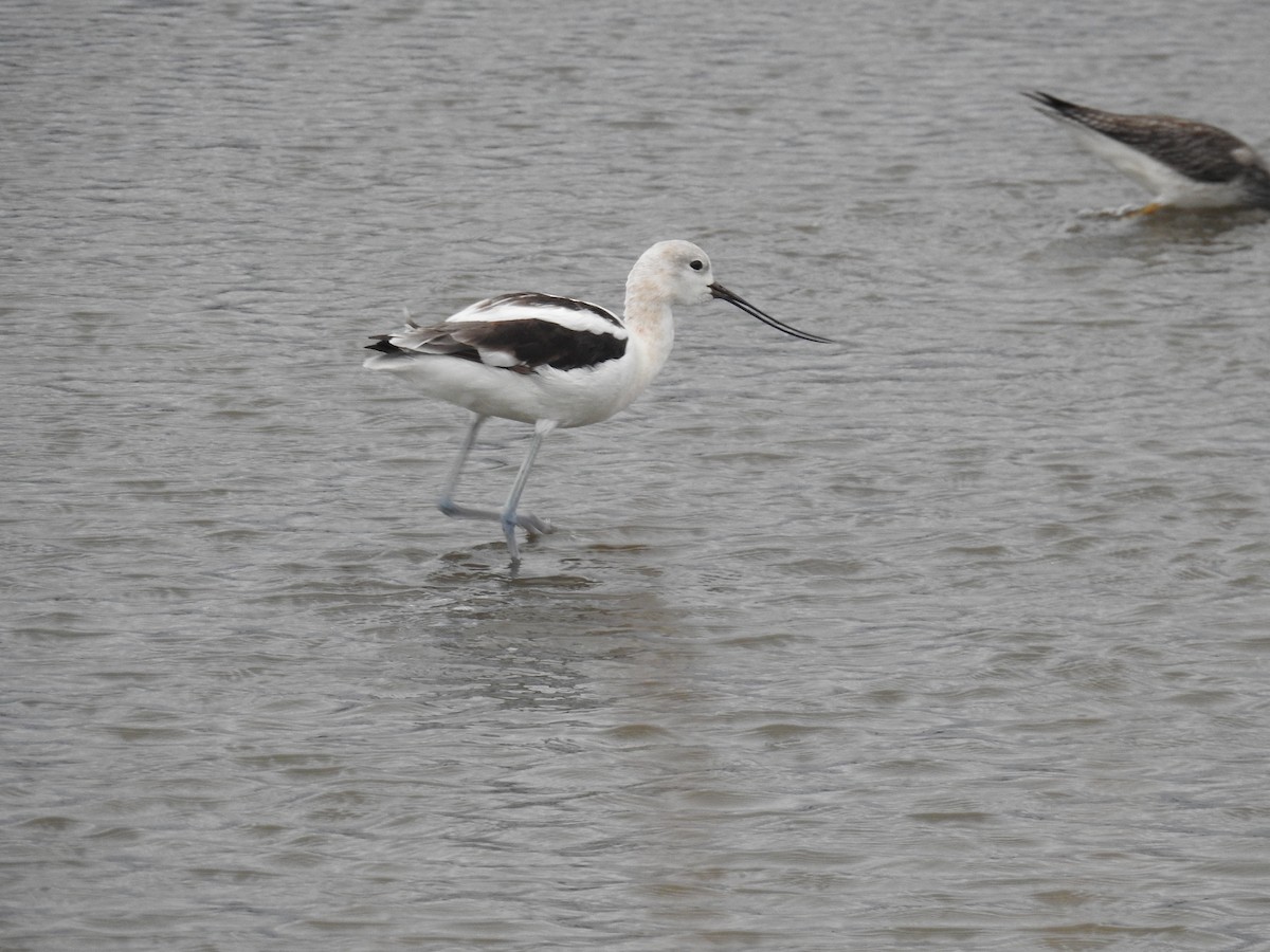 Avocette d'Amérique - ML67971781