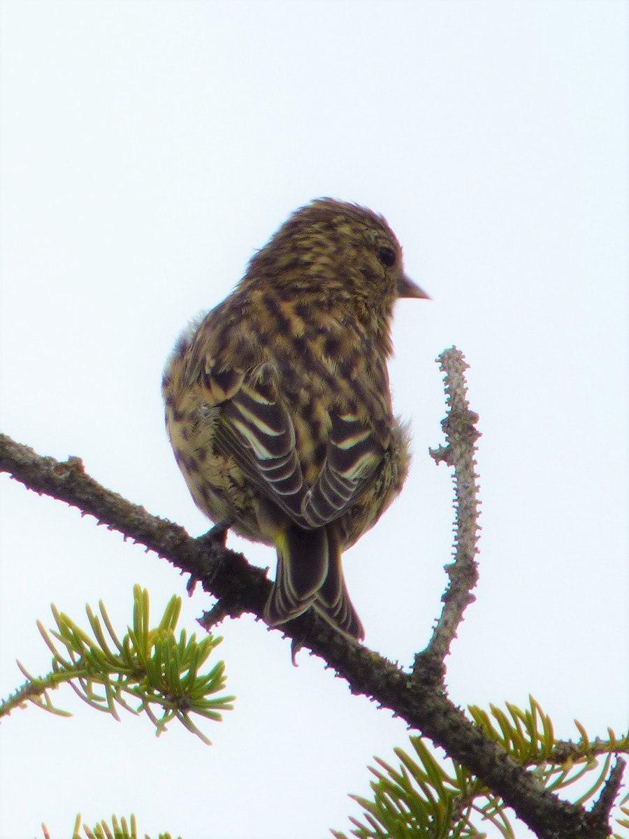 Pine Siskin - ML67973171