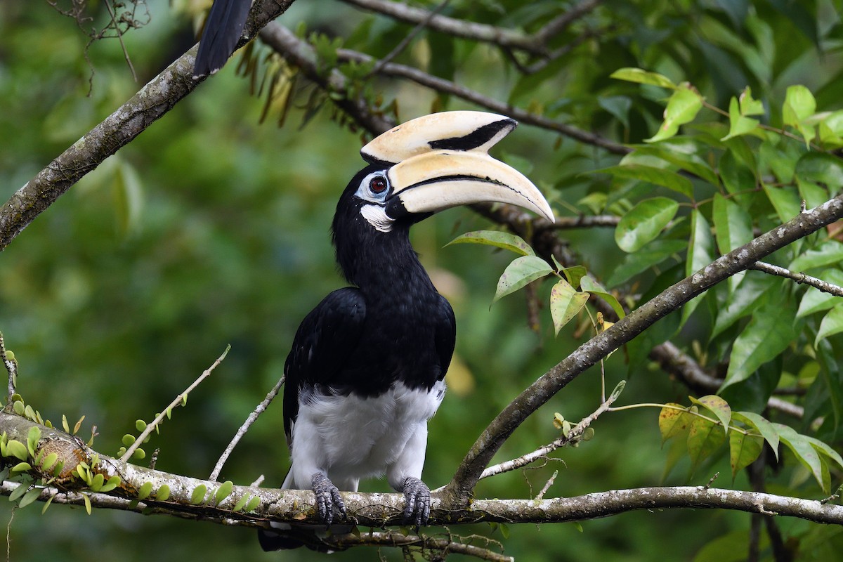 Oriental Pied-Hornbill - ML67974431