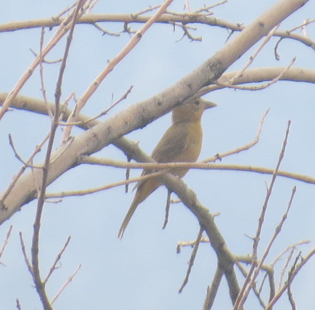 Summer Tanager - Howard King