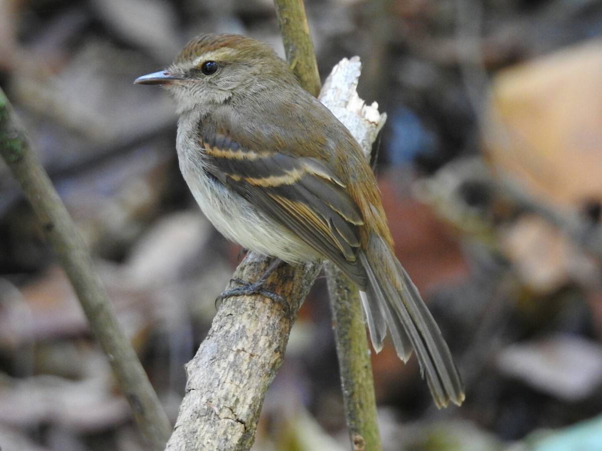 Fuscous Flycatcher - Spencer Follett