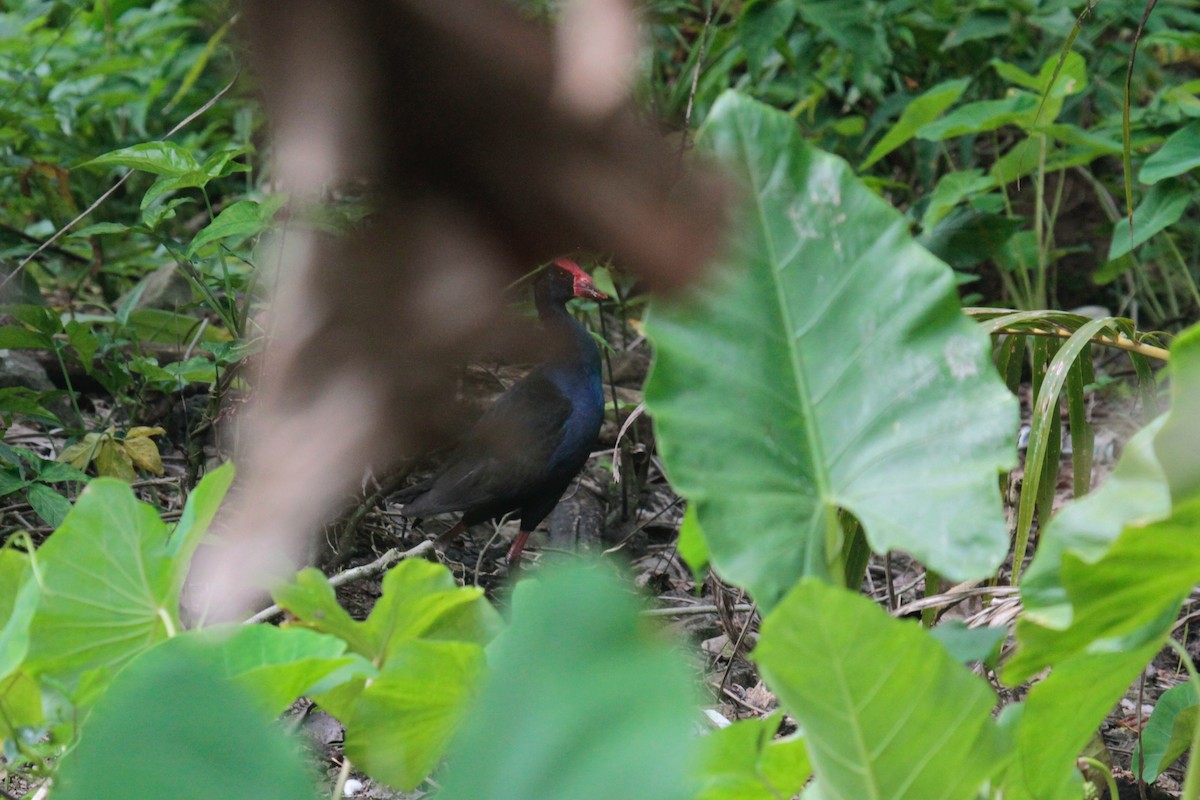 Australasian Swamphen - ML67978261