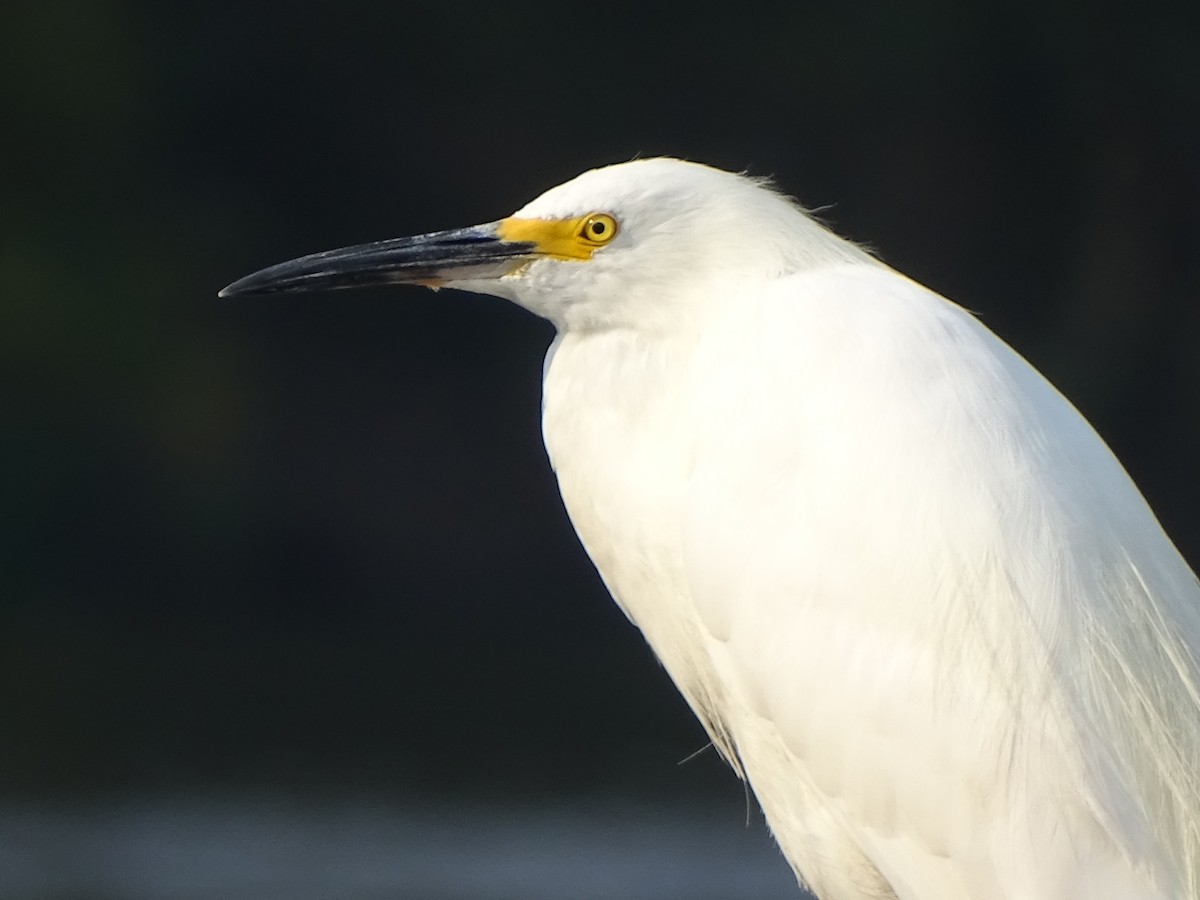 Snowy Egret - Jeri Langham