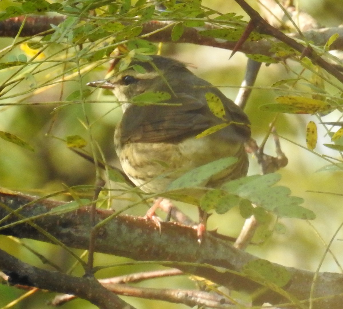 Northern Waterthrush - ML67978781