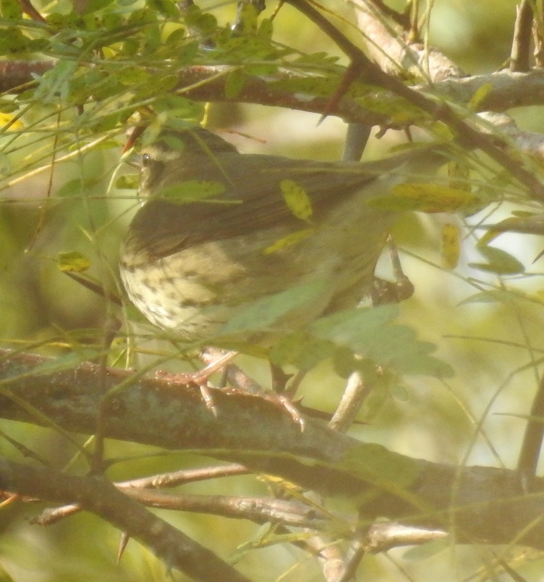 Northern Waterthrush - Christopher Merritt