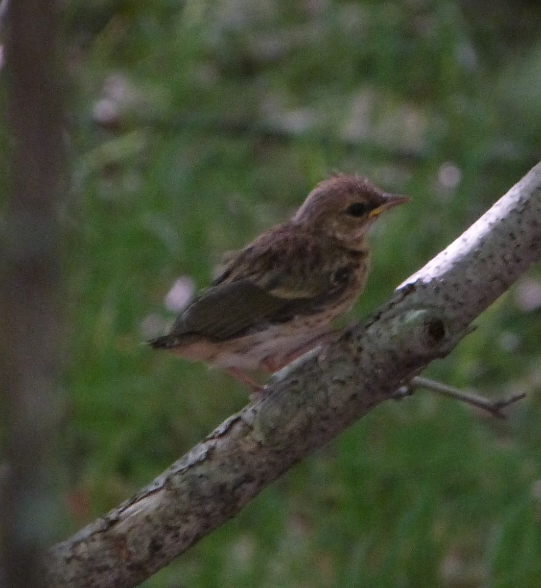 Ovenbird - Dave Bowman